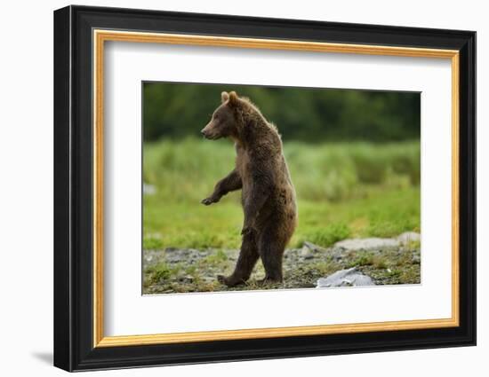 Grizzly Bear, Katmai National Park, Alaska-Paul Souders-Framed Photographic Print