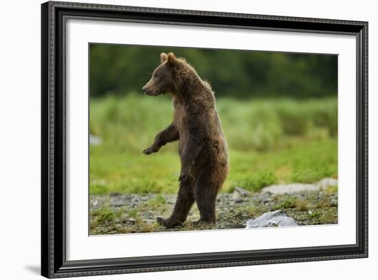 Grizzly Bear, Katmai National Park, Alaska-Paul Souders-Framed Photographic Print