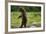 Grizzly Bear, Katmai National Park, Alaska-Paul Souders-Framed Photographic Print