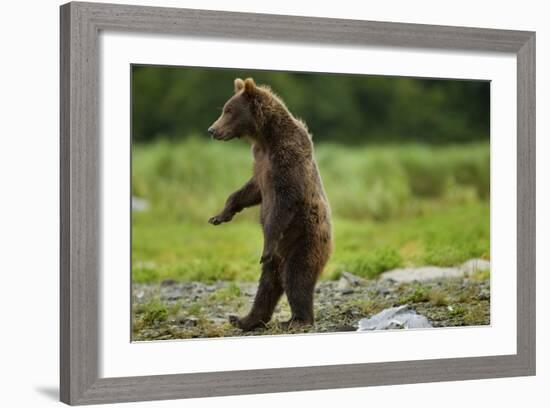 Grizzly Bear, Katmai National Park, Alaska-Paul Souders-Framed Photographic Print