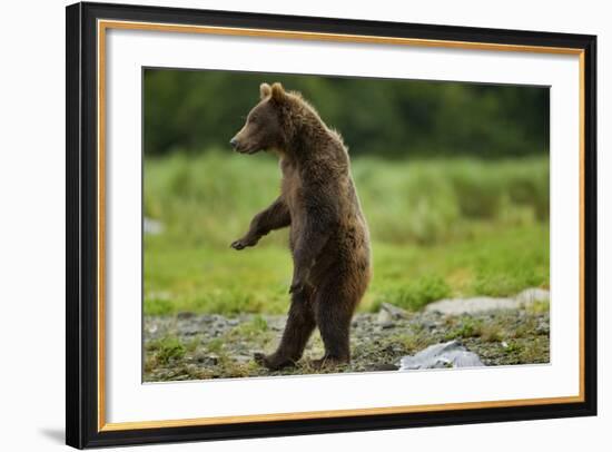 Grizzly Bear, Katmai National Park, Alaska-Paul Souders-Framed Photographic Print