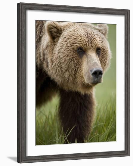 Grizzly Bear, Kukak Bay, Katmai National Park, Alaska-Paul Souders-Framed Photographic Print