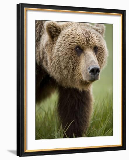 Grizzly Bear, Kukak Bay, Katmai National Park, Alaska-Paul Souders-Framed Photographic Print