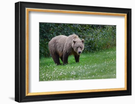 Grizzly bear, Lake Clark National Park and Preserve, Alaska-Adam Jones-Framed Photographic Print