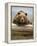 Grizzly Bear Leaning on Log at Hallo Bay-Paul Souders-Framed Premier Image Canvas