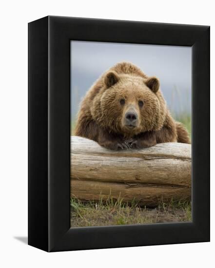 Grizzly Bear Leaning on Log at Hallo Bay-Paul Souders-Framed Premier Image Canvas