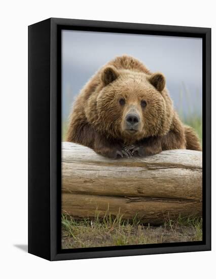 Grizzly Bear Leaning on Log at Hallo Bay-Paul Souders-Framed Premier Image Canvas