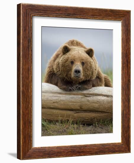 Grizzly Bear Leaning on Log at Hallo Bay-Paul Souders-Framed Photographic Print