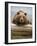 Grizzly Bear Leaning on Log at Hallo Bay-Paul Souders-Framed Photographic Print