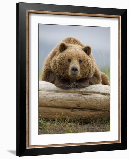 Grizzly Bear Leaning on Log at Hallo Bay-Paul Souders-Framed Photographic Print