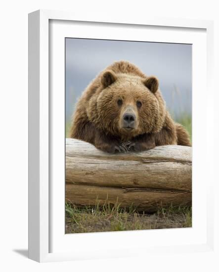 Grizzly Bear Leaning on Log at Hallo Bay-Paul Souders-Framed Photographic Print