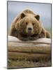 Grizzly Bear Leaning on Log at Hallo Bay-Paul Souders-Mounted Photographic Print