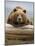 Grizzly Bear Leaning on Log at Hallo Bay-Paul Souders-Mounted Photographic Print