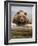 Grizzly Bear Leaning on Log at Hallo Bay-Paul Souders-Framed Photographic Print