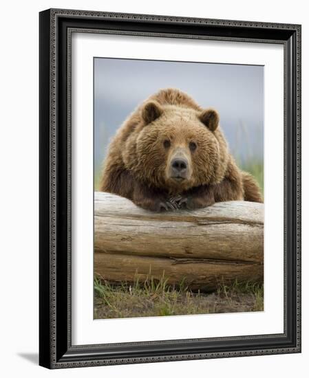 Grizzly Bear Leaning on Log at Hallo Bay-Paul Souders-Framed Photographic Print