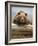 Grizzly Bear Leaning on Log at Hallo Bay-Paul Souders-Framed Photographic Print