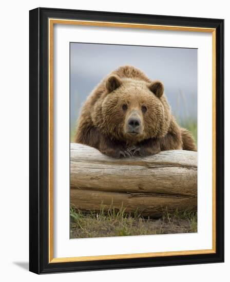 Grizzly Bear Leaning on Log at Hallo Bay-Paul Souders-Framed Photographic Print