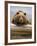 Grizzly Bear Leaning on Log at Hallo Bay-Paul Souders-Framed Photographic Print