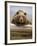 Grizzly Bear Leaning on Log at Hallo Bay-Paul Souders-Framed Photographic Print