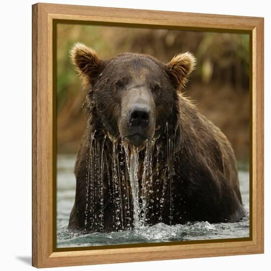 Grizzly Bear male, Coastal Katmai National Park, Alaska, USA-Mary McDonald-Framed Premier Image Canvas