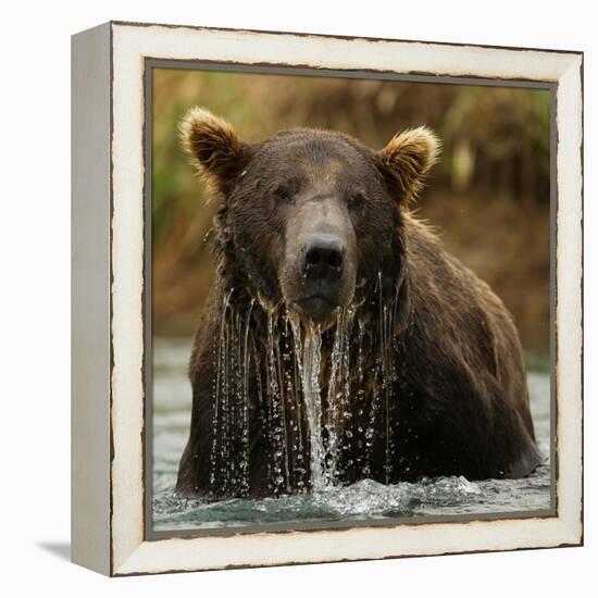 Grizzly Bear male, Coastal Katmai National Park, Alaska, USA-Mary McDonald-Framed Premier Image Canvas