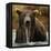 Grizzly Bear male, Coastal Katmai National Park, Alaska, USA-Mary McDonald-Framed Premier Image Canvas