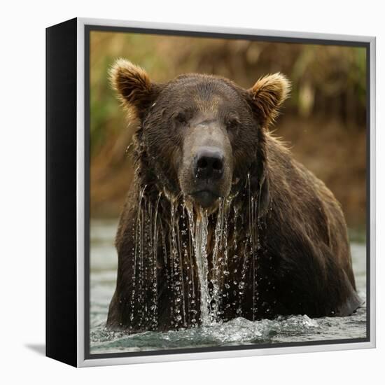 Grizzly Bear male, Coastal Katmai National Park, Alaska, USA-Mary McDonald-Framed Premier Image Canvas