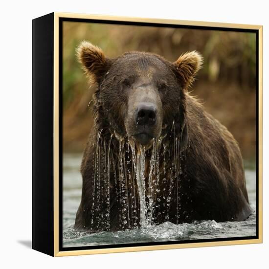 Grizzly Bear male, Coastal Katmai National Park, Alaska, USA-Mary McDonald-Framed Premier Image Canvas