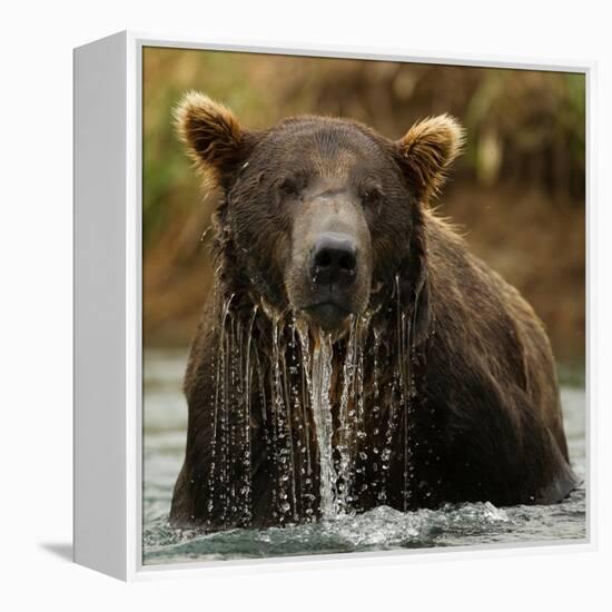 Grizzly Bear male, Coastal Katmai National Park, Alaska, USA-Mary McDonald-Framed Premier Image Canvas