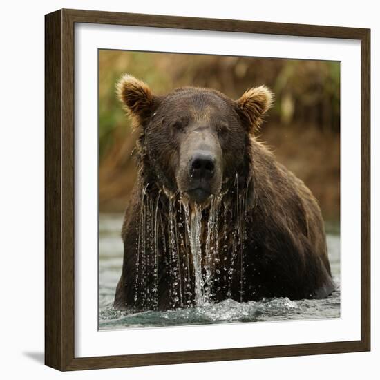 Grizzly Bear male, Coastal Katmai National Park, Alaska, USA-Mary McDonald-Framed Photographic Print