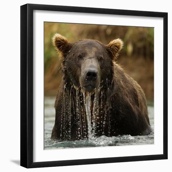 Grizzly Bear male, Coastal Katmai National Park, Alaska, USA-Mary McDonald-Framed Photographic Print