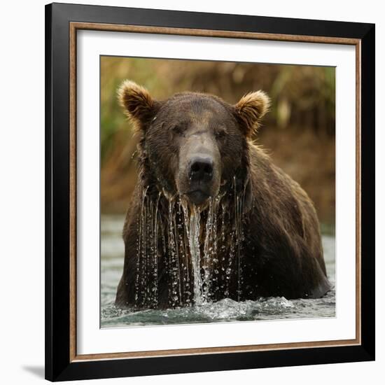 Grizzly Bear male, Coastal Katmai National Park, Alaska, USA-Mary McDonald-Framed Photographic Print