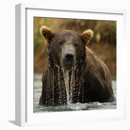 Grizzly Bear male, Coastal Katmai National Park, Alaska, USA-Mary McDonald-Framed Photographic Print