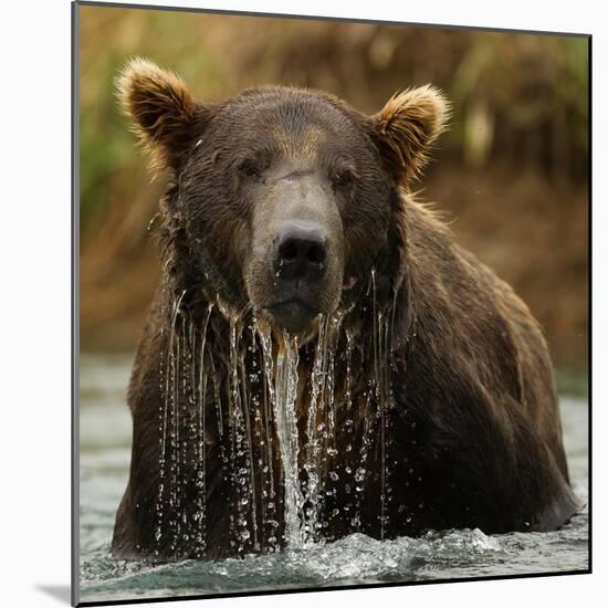 Grizzly Bear male, Coastal Katmai National Park, Alaska, USA-Mary McDonald-Mounted Photographic Print