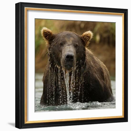 Grizzly Bear male, Coastal Katmai National Park, Alaska, USA-Mary McDonald-Framed Photographic Print