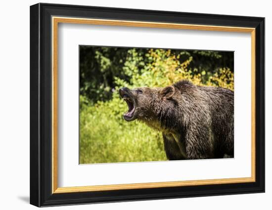 Grizzly bear, Montana, Usa-Yitzi Kessock-Framed Photographic Print