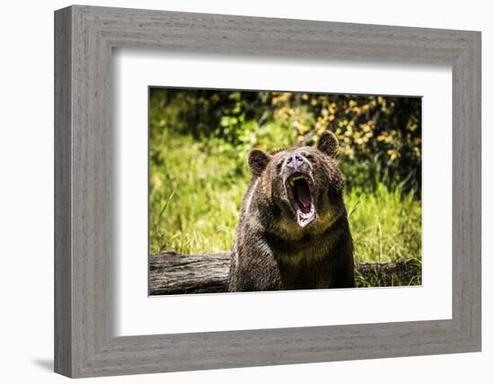 Grizzly Bear, Montana Wildlife-Yitzi Kessock-Framed Photographic Print