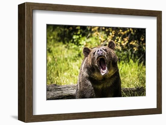 Grizzly Bear, Montana Wildlife-Yitzi Kessock-Framed Photographic Print