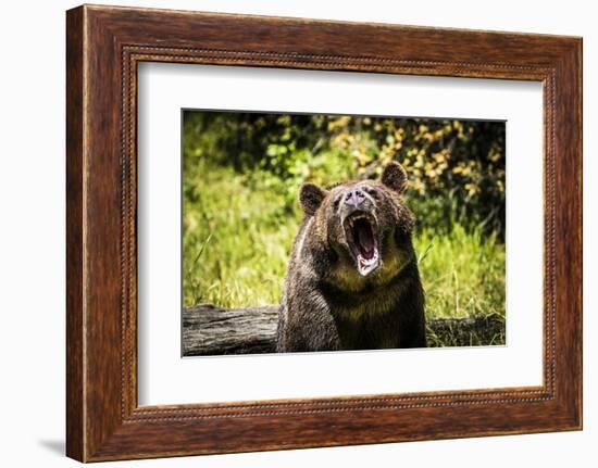 Grizzly Bear, Montana Wildlife-Yitzi Kessock-Framed Photographic Print