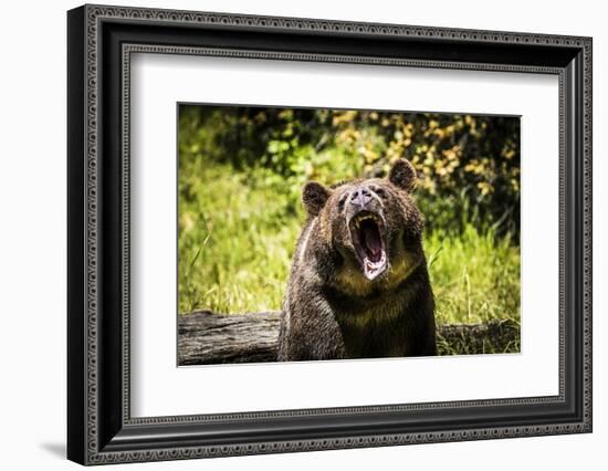 Grizzly Bear, Montana Wildlife-Yitzi Kessock-Framed Photographic Print