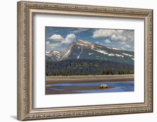 Grizzly bear resting on beach, Lake Clark National Park and Preserve, Alaska.-Adam Jones-Framed Photographic Print