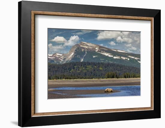 Grizzly bear resting on beach, Lake Clark National Park and Preserve, Alaska.-Adam Jones-Framed Photographic Print