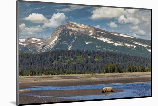 Grizzly bear resting on beach, Lake Clark National Park and Preserve, Alaska.-Adam Jones-Mounted Photographic Print