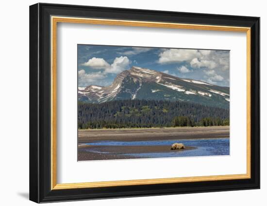 Grizzly bear resting on beach, Lake Clark National Park and Preserve, Alaska.-Adam Jones-Framed Photographic Print