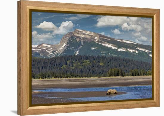 Grizzly bear resting on beach, Lake Clark National Park and Preserve, Alaska.-Adam Jones-Framed Premier Image Canvas