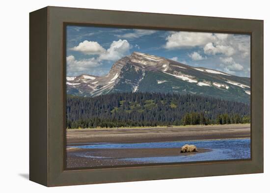 Grizzly bear resting on beach, Lake Clark National Park and Preserve, Alaska.-Adam Jones-Framed Premier Image Canvas