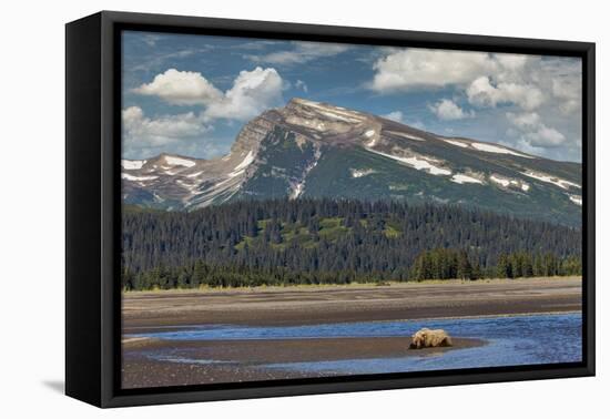 Grizzly bear resting on beach, Lake Clark National Park and Preserve, Alaska.-Adam Jones-Framed Premier Image Canvas