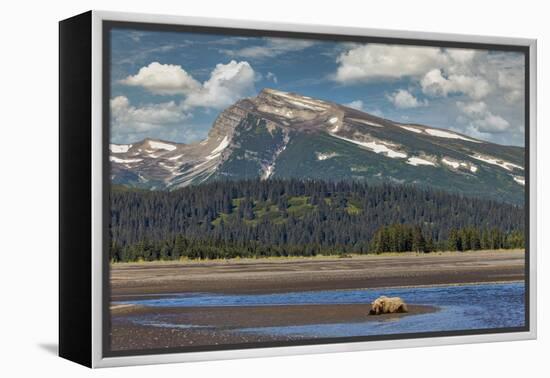 Grizzly bear resting on beach, Lake Clark National Park and Preserve, Alaska.-Adam Jones-Framed Premier Image Canvas