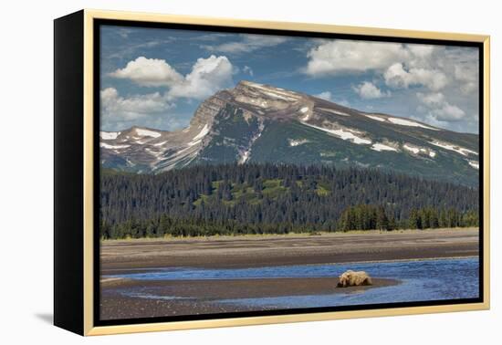 Grizzly bear resting on beach, Lake Clark National Park and Preserve, Alaska.-Adam Jones-Framed Premier Image Canvas