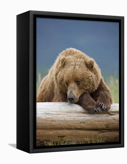 Grizzly Bear Resting on Log at Hallo Bay-Paul Souders-Framed Premier Image Canvas